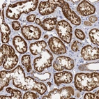 Immunohistochemical staining of human kidney shows strong granular cytoplasmic positivity in tubules.
