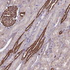 Anti-PAQR7 Antibody