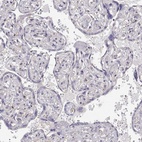 Immunohistochemical staining of human placenta shows low expression as expected.