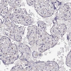 Immunohistochemical staining of human placenta shows low expression as expected.