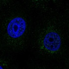 Anti-SCO2 Antibody