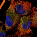 Immunofluorescent staining of human cell line U-251 MG shows localization to cytosol.