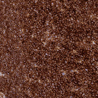 Immunohistochemical staining of human lymphoid tissues shows strong cytoplasmic membranous positivity in non-germinal center cells and germinal center cells.