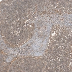 Immunohistochemical staining of human lymph node shows moderate cytoplasmic positivity in non-germinal center cells.