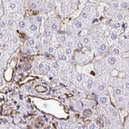 Immunohistochemical staining of human liver using Anti-ANXA2 antibody HPA046964.