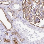 Immunohistochemical staining of human kidney using Anti-ANXA2 antibody HPA046964.