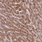 Anti-POLR2J Antibody