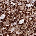 Anti-NDUFA3 Antibody