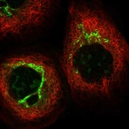 Immunofluorescent staining of human cell line A-431 shows localization to nucleoli & the Golgi apparatus.