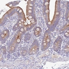 Immunohistochemical staining of human duodenum shows strong membranous positivity in glandular cells.