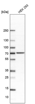 Western blot analysis in human cell line HEK 293.