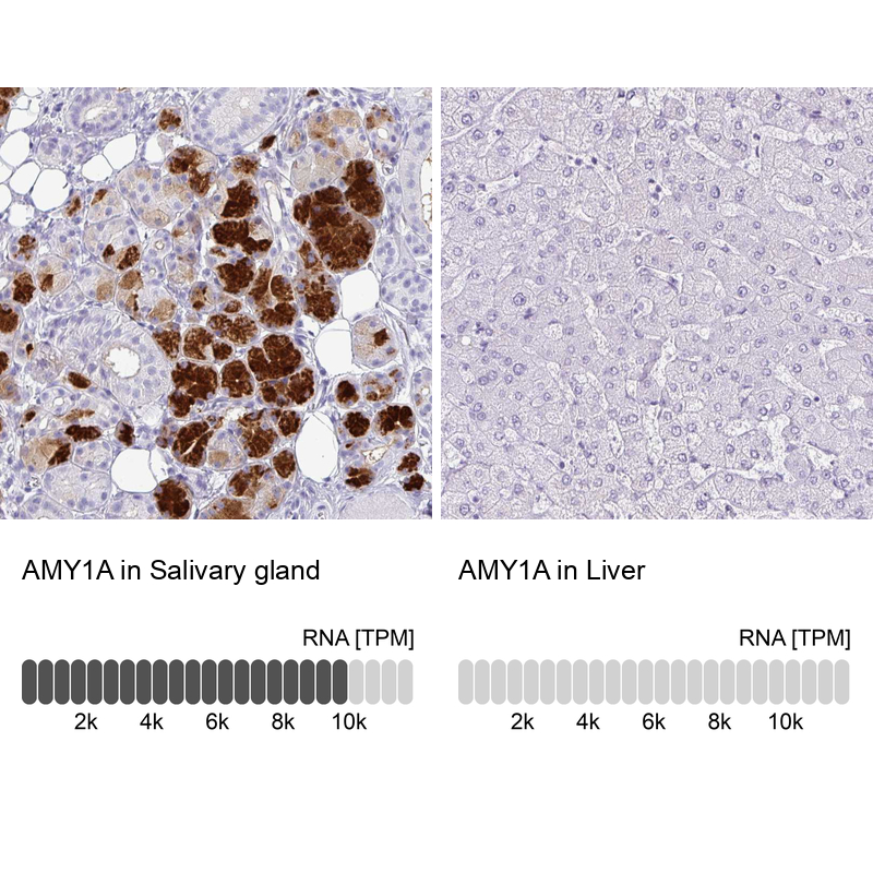 Anti-AMY1A Antibody