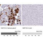 Anti-AMY1A Antibody