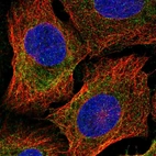 Immunofluorescent staining of human cell line U-2 OS shows localization to cytosol.