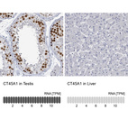 Anti-CT45A1 Antibody