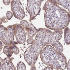 Immunohistochemical staining of human placenta shows moderate membranous positivity in trophoblastic cells.