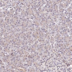 Immunohistochemical staining of human pancreas shows only very weak cytoplasmic positivity in exocrine glandular cells.