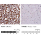 Anti-PSMB8 Antibody
