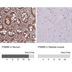 Anti-PSMB8 Antibody