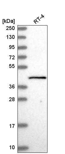 Anti-GTF2H2 Antibody
