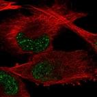 Immunofluorescent staining of human cell line U-251 MG shows localization to nuclear speckles.
