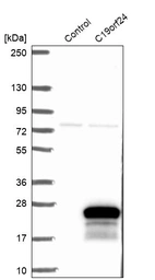 Western blot analysis in control (vector only transfected HEK293T lysate) and C19orf24 over-expression lysate (Co-expressed with a C-terminal myc-DDK tag (~3.1 kDa) in mammalian HEK293T cells, LY413443).