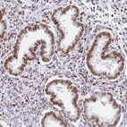 Immunohistochemical staining of human endometrium shows strong nuclear membrane positivity in glandular cells.