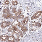 Anti-ARFRP1 Antibody