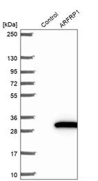 Western blot analysis in control (vector only transfected HEK293T lysate) and ARFRP1 over-expression lysate (Co-expressed with a C-terminal myc-DDK tag (~3.1 kDa) in mammalian HEK293T cells, LY418821).