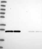 Anti-RALA Antibody