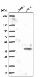 Western blot analysis in control (vector only transfected HEK293T lysate) and ARL10 over-expression lysate (Co-expressed with a C-terminal myc-DDK tag (~3.1 kDa) in mammalian HEK293T cells, LY406546).