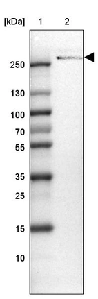 Lane 1: Marker [kDa] 250, 130, 100, 70, 55, 35, 25, 15, 10_br/_Lane 2: Human cell line U-2 OS