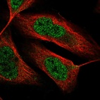 Immunofluorescent staining of human cell line U-2 OS shows localization to nucleoplasm.
