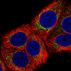 Immunofluorescent staining of human cell line MCF7 shows localization to mitochondria.