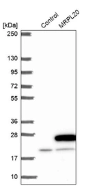 Western blot analysis in control (vector only transfected HEK293T lysate) and MRPL20 over-expression lysate (Co-expressed with a C-terminal myc-DDK tag (~3.1 kDa) in mammalian HEK293T cells, LY413405).