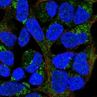 Immunofluorescent staining of human cell line HEK 293 shows localization to mitochondria.