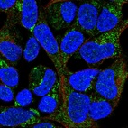 Anti-MRPL20 Antibody