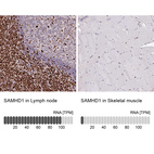 Anti-SAMHD1 Antibody