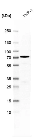 Western blot analysis in human cell line THP-1.