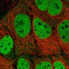 Immunofluorescent staining of human cell line CACO-2 shows localization to nucleoplasm.