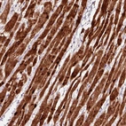 Immunohistochemical staining of human heart muscle shows strong cytoplasmic positivity in cardiomyocytes.