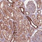 Anti-RPS15A Antibody