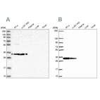 Western blot analysis using Anti-RPS3A antibody HPA047100 (A) shows similar pattern to independent antibody HPA053454 (B).