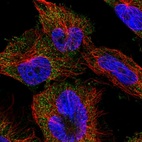 Anti-EFL1 Antibody