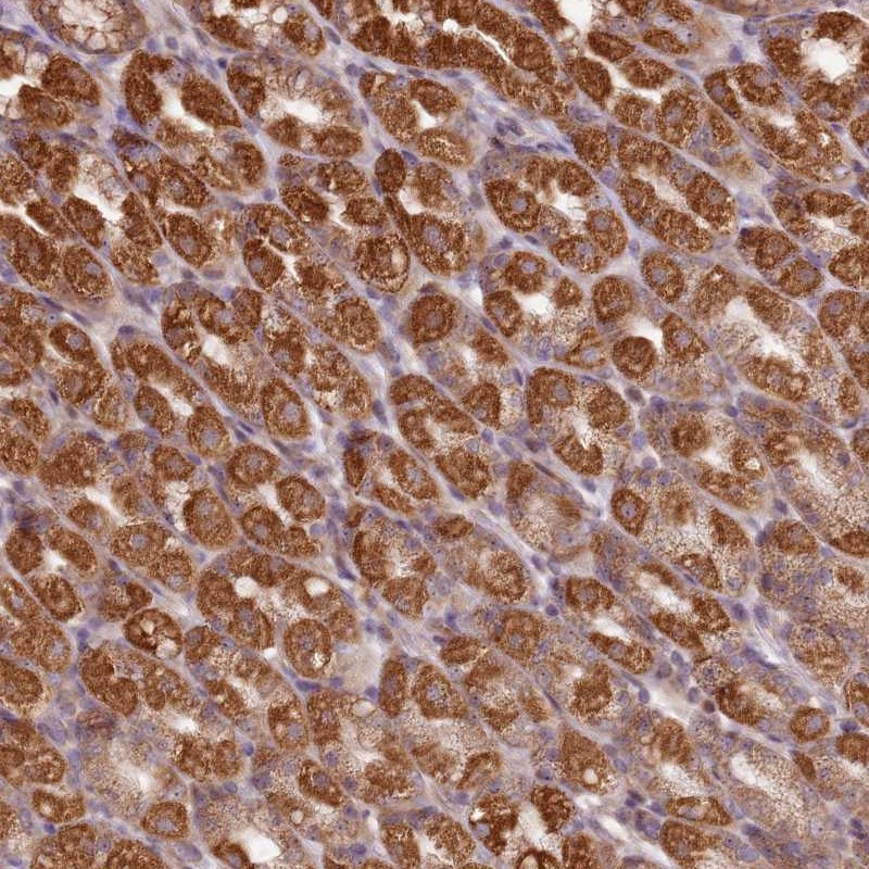 Anti-CCDC159 Antibody