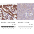 Anti-NAALADL1 Antibody