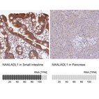 Anti-NAALADL1 Antibody