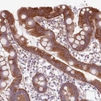Immunohistochemical staining of human small intestine shows high expression.