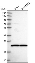 Anti-SCAND1 Antibody