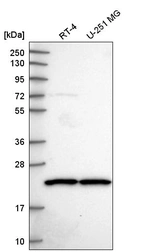 Anti-SCAND1 Antibody